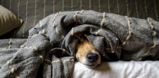 Kako prepoznati stres kod kućnih ljubimaca ljubimci