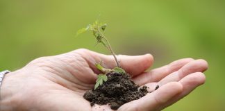 Što saditi u vrtu u ožujku – vodič za proljetnu sadnju vrt