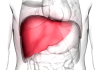 Bolesti jetre u porastu: stručnjaci u Zagrebu upozorili na zabrinjavajući trend jetra