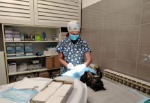 U prva tri mjeseca ove godine u Dumovcu sterilizirano više od 530 slobodnoživućih mačaka