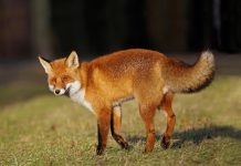 Započinje proljetna akcija oralne vakcinacije lisica na području Republike Hrvatske