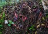 Kompostiranje ljeti: što smijete, a što nikako ne biste trebali bacati u kompost dom i vrt