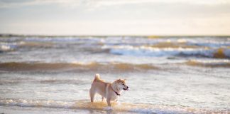 Plaža sa psom: pravila ponašanja, savjeti i stvari koje svaki vlasnik mora znati prije odlaska na more